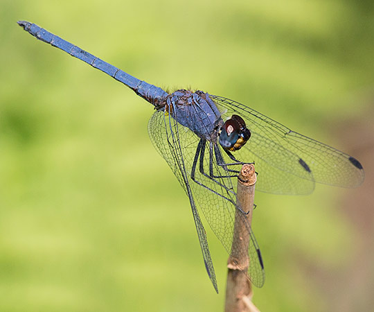 Trithemis furva